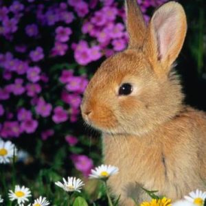 I consigli di Arcaplanet per i nostri coniglietti